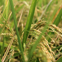 Green For Autumns
