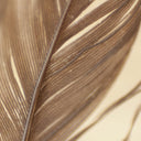 Neutrals for Autumns