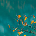 How to Wear Teal for Autumns