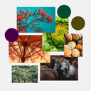 The Different Seasonal Sub-Types of the Autumn Palette
