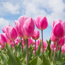 Pink for Springs