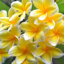 Yellow for Springs