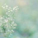 Green For Summers