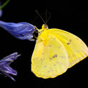 Yellow for Winters