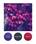 Lobelia, Graphite Blue, Raspberry