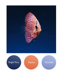 Bright Navy, Papaya, Hyacinth