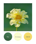 Fern, Ice Lemon, Daffodil