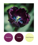 Damson, Cassis, Acid Yellow