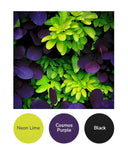 Neon Lime, Cosmos Purple, Black