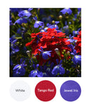 White, Tango Red, Jewel Iris