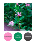 Bubblegum, Dark Emerald, Charcoal