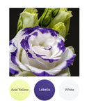 Acid Yellow, Lobelia, White