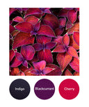 Indigo, Blackcurrant, Cherry