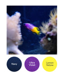 Navy, Ultra Violet, Lemon Yellow