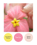 Sunshine Yellow, Pink Fizz, Ballet Blush