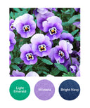 Light Emerald, Wisteria, Bright Navy