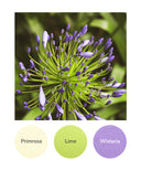 Primrose, Lime, Wisteria