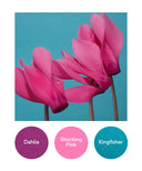 Dahlia, Shocking Pink, Kingfisher