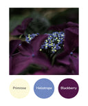 Primrose, Heliotrope, Blackberry