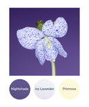 Nightshade, Ice Lavender, Primrose